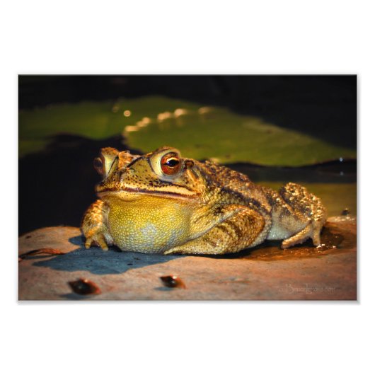 Big Fat Toad Foto Afdruk (Voorkant)