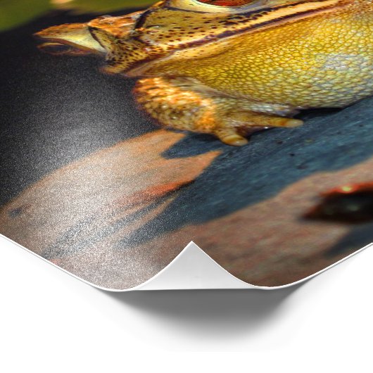 Big Fat Toad Foto Afdruk (Hoek)