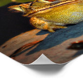 Big Fat Toad Poster (Hoek)