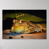 Big Fat Toad Poster (Voorkant)