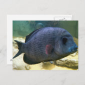 Big Fish Briefkaart (Voorkant / Achterkant)