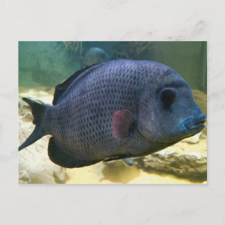 Big Fish Briefkaart