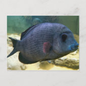 Big Fish Briefkaart (Voorkant)