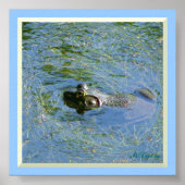 Big Frog Huge Poster (Voorkant)