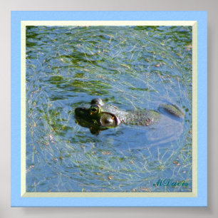 Big Frog Huge Poster