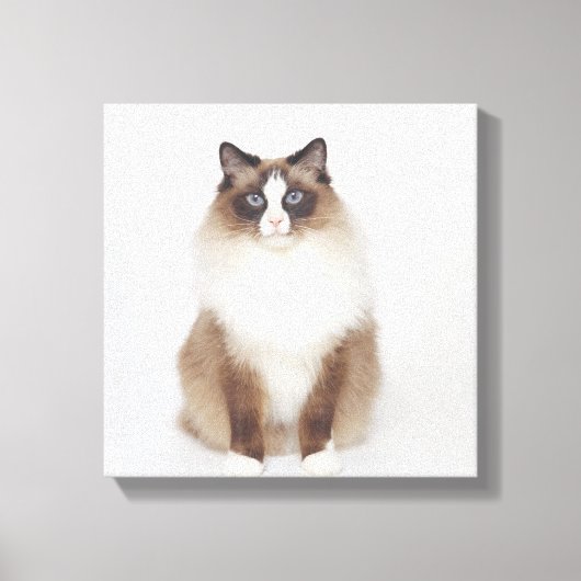 Big Furry Cat Canvas Afdruk (Voorkant)