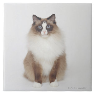 Big Furry Cat Tegeltje