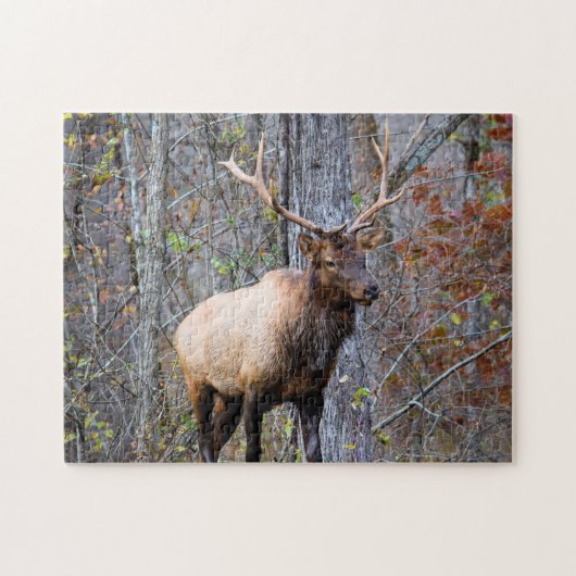 Big Game Hunter - Bull Elk - 11x14 inch Legpuzzel (Horizontaal)