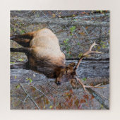 Big Game Hunter - Bull Elk - 20x20 inch Legpuzzel (Horizontaal)