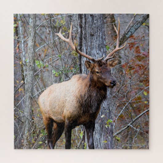 Big Game Hunter - Bull Elk - 20x20 inch Legpuzzel (Verticaal)