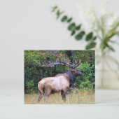 Big Game Hunter - Bull Elk Briefkaart (Staand voorkant)