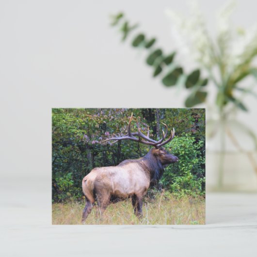 Big Game Hunter - Bull Elk Briefkaart (Staand voorkant)