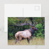 Big Game Hunter - Bull Elk Briefkaart (Voorkant / Achterkant)