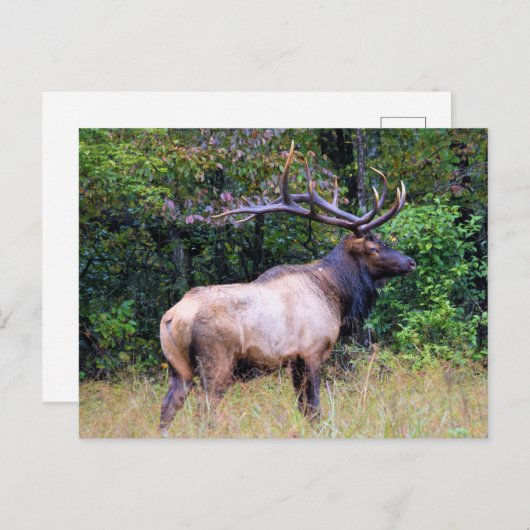 Big Game Hunter - Bull Elk Briefkaart (Voorkant / Achterkant)