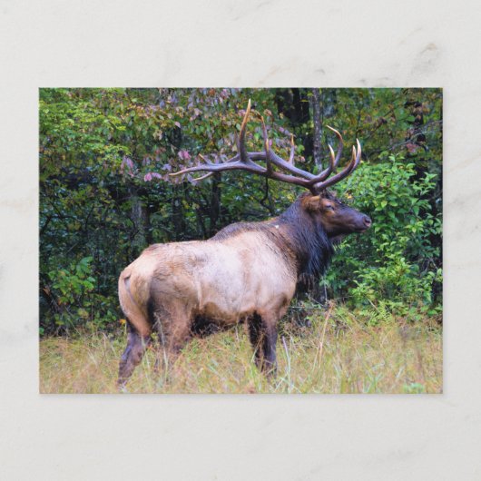 Big Game Hunter - Bull Elk Briefkaart (Voorkant)