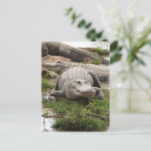 Big Gator Briefkaart (Staand voorkant)