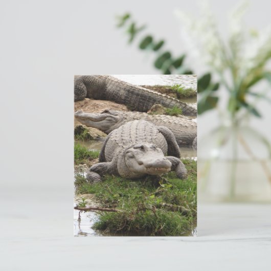 Big Gator Briefkaart (Staand voorkant)