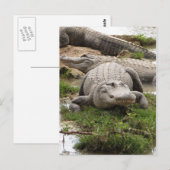 Big Gator Briefkaart (Voorkant / Achterkant)
