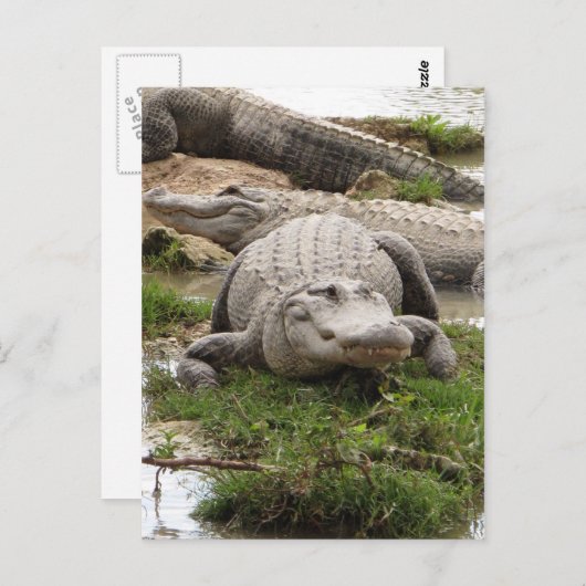 Big Gator Briefkaart (Voorkant / Achterkant)