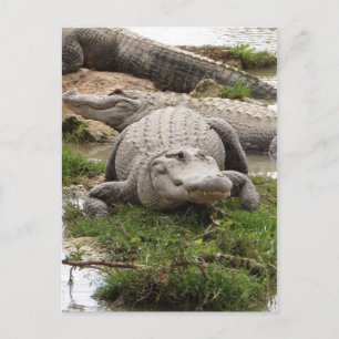 Big Gator Briefkaart