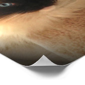 Big Giant Ragdoll Cat Poster (Hoek)