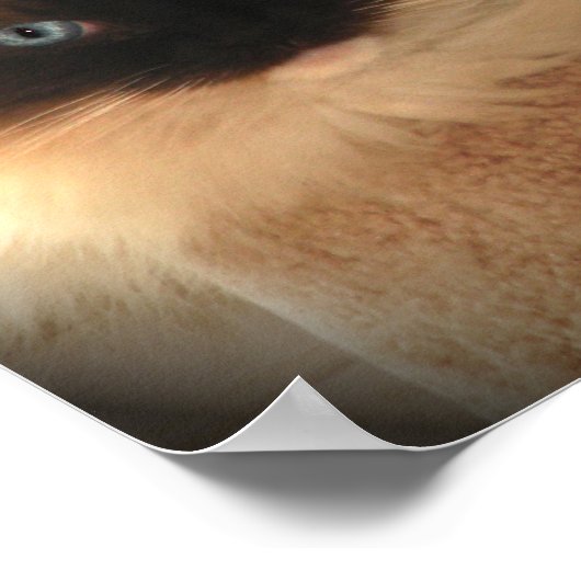 Big Giant Ragdoll Cat Poster (Hoek)