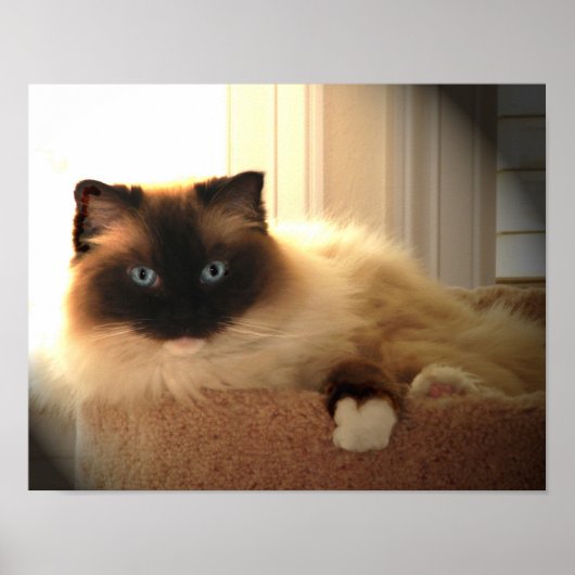 Big Giant Ragdoll Cat Poster (Voorkant)