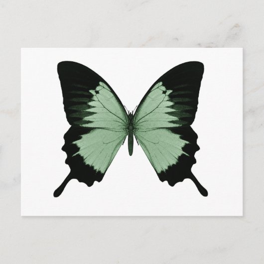 Big Green & Black Butterfly Briefkaart (Voorkant)