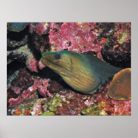 Big Green Moray