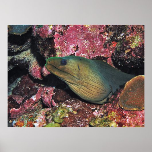 Big Green Moray Poster (Voorkant)