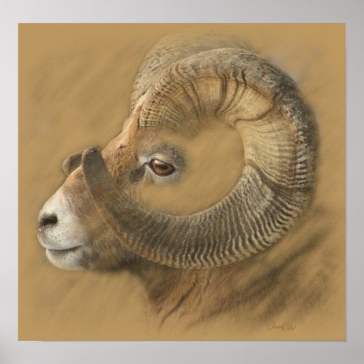 Big Horn Chalk Drawing Poster (Voorkant)
