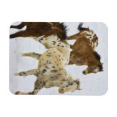 Big Horn Mountains, paarden die in de sneeuw lopen Magneet (Horizontaal)