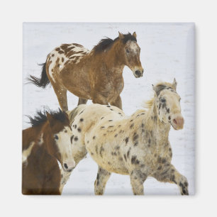 Big Horn Mountains, paarden die in de sneeuw lopen Magneet