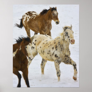 Big Horn Mountains, paarden die in de sneeuw lopen Poster