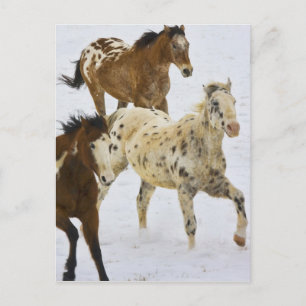 Big Horn Mountains, Paarden rennen in de sneeuw Briefkaart
