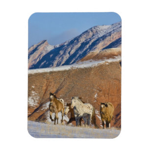 Big Horn Mountains, Paarden rennen Magneet