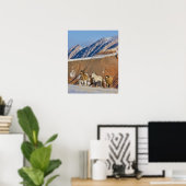 Big Horn Mountains, Paarden rennen Poster (Thuiskantoor)