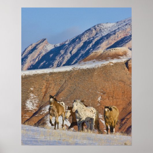 Big Horn Mountains, Paarden rennen Poster (Voorkant)