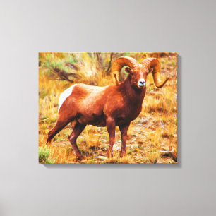 Big Horn Ram Canvas Afdruk