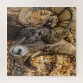 Big Horn Ram Legpuzzel (Horizontaal)