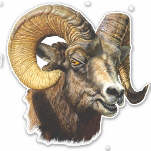 Big Horn Ram Mountain Sheep Sticker (Voorkant)