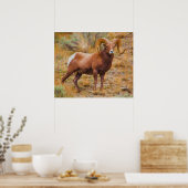 Big Horn Ram Poster (Keuken)