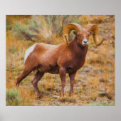 Big Horn Ram Poster (Voorkant)