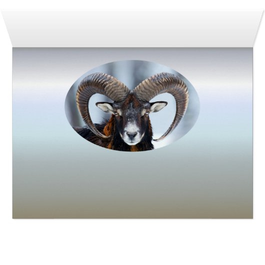 Big Horn Ram Sheep - Mouflon (Binenzijde Horizontaal (Onderkant))