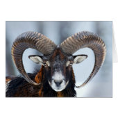Big Horn Ram Sheep - Mouflon (Voorkant Horizontaal)