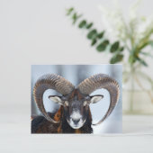 Big Horn Ram Sheep - Mouflon Briefkaart (Staand voorkant)