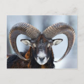 Big Horn Ram Sheep - Mouflon Briefkaart (Voorkant)