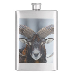 Big Horn Ram Sheep - Mouflon Flacon