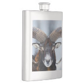 Big Horn Ram Sheep - Mouflon Flacon (Rechts)