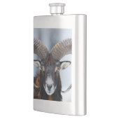 Big Horn Ram Sheep - Mouflon Flacon (Links)